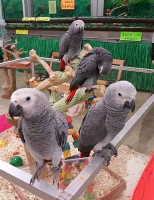  African gray parrots male and female for sale 