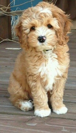 Cute toy poodle puppies for sale