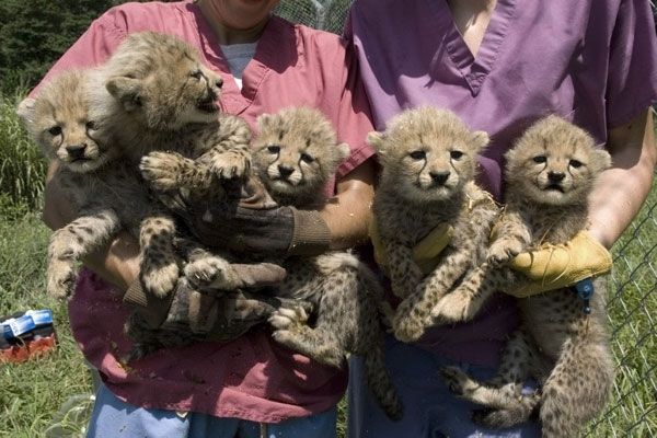 Lovely Tigers,Cheetah Cubs For Sale