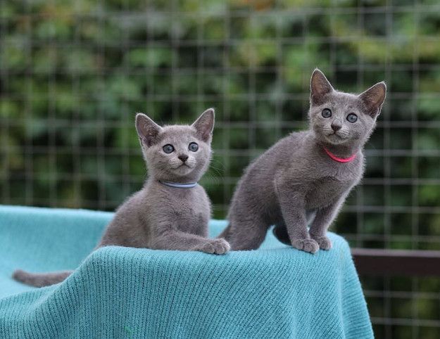 Cuddle Cute Pure Russian Blue Kittens For Sale