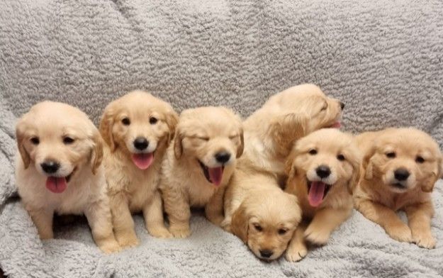  Beautiful Golden Retriever puppies,
