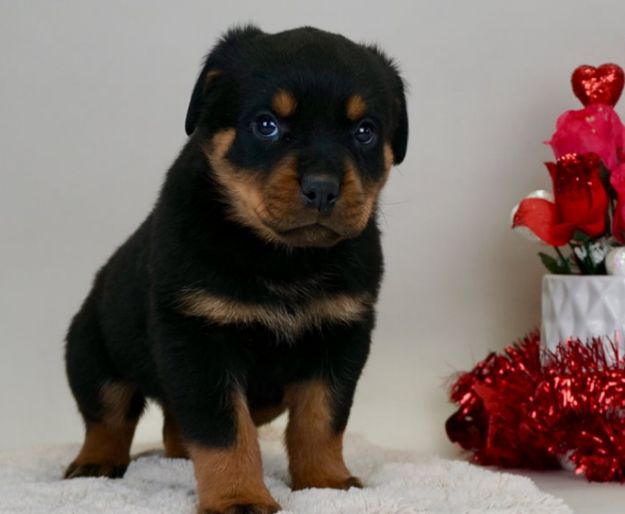 Two  Top  Class  rottweiler  puppy  Available