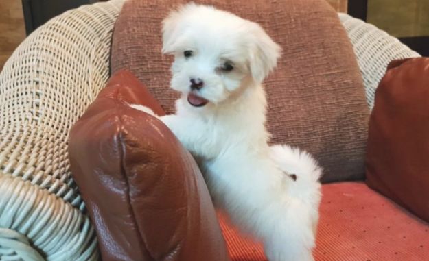  Beautiful Maltese Puppies Available