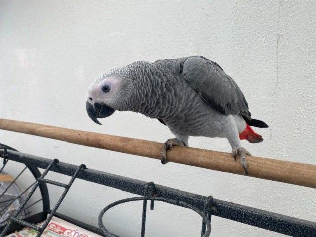 Africangrey parrots Available