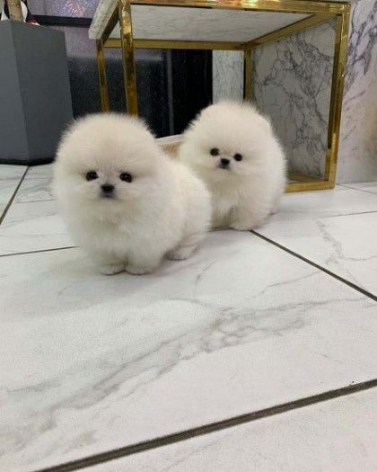 Loving Pomeranian Puppies available for Rehoming