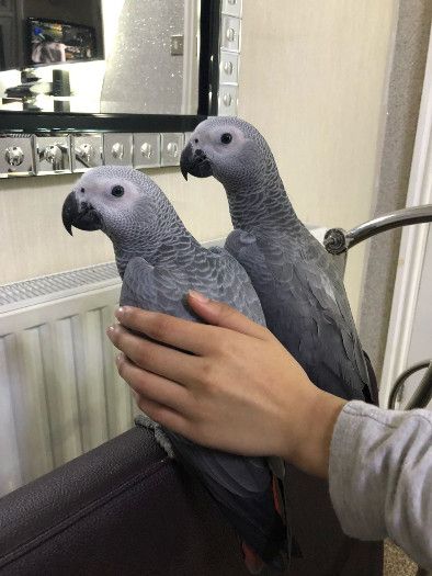 Hand Fed Tamed African Grey Parrots Available For Sale Now