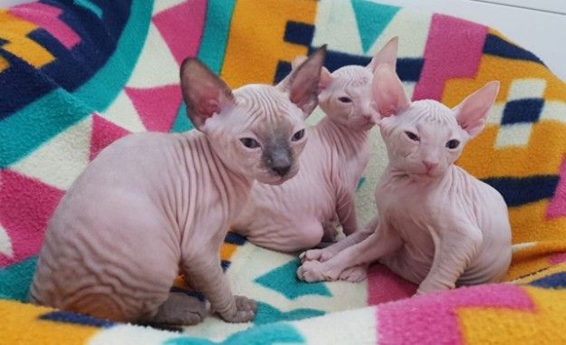 Cute Sphynx Kittens For Sale 