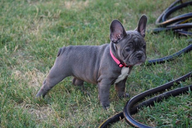Stunning solid Blue French Bulldog Puppies
