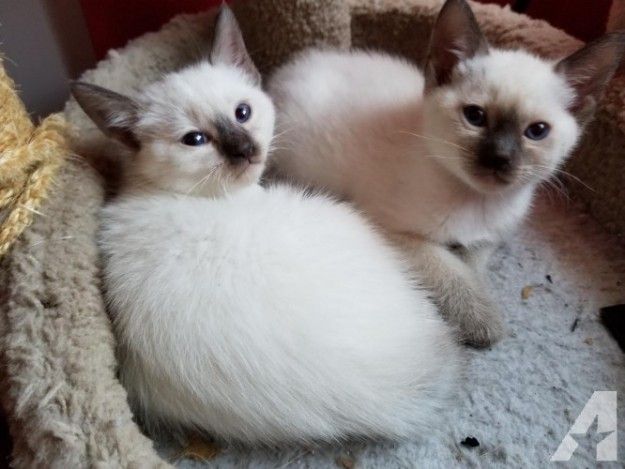 Burmilla male and female kittens available for sale