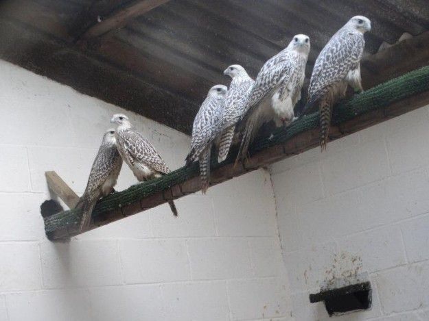 Falcon Males And Females 