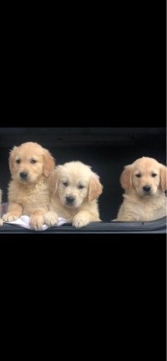 Golden Retriever Puppies Available 