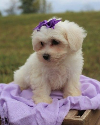 Beautiful Maltese puppies available fir sale