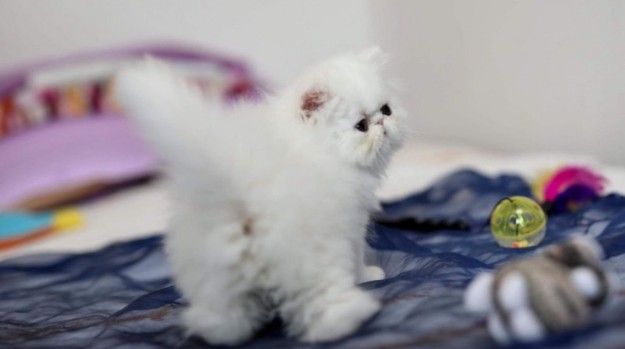 Pure Persian breed kittens for sale.