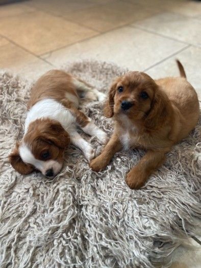 Gorgeous Cavalier King Charles Puppies For Sale