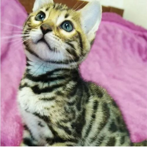 Adorable outstanding Bengal  kitten Available