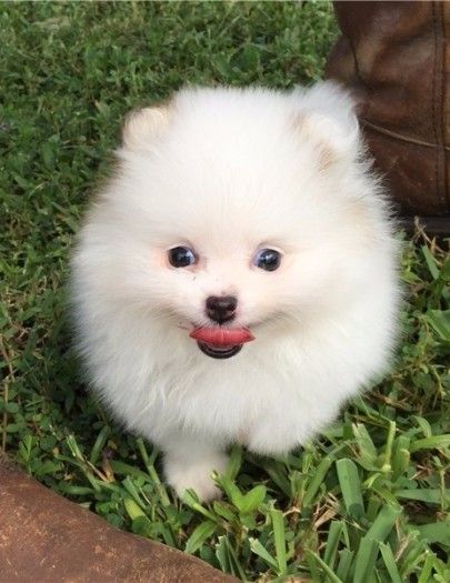 Cute Pomeranian puppies ready to join their new forever homes 