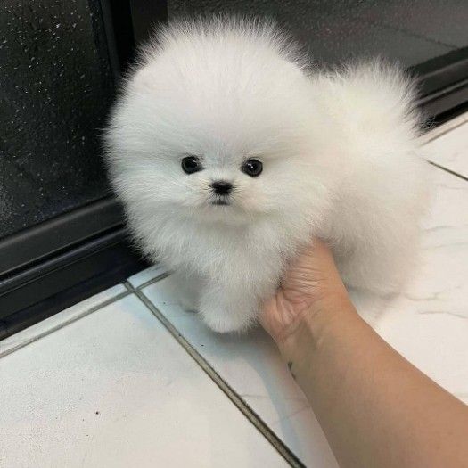 Classic   Pomeranian  for sale/WhatsApp text to +971 52 431 8742