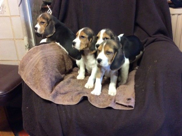 Güzel Beagle Yavruları.