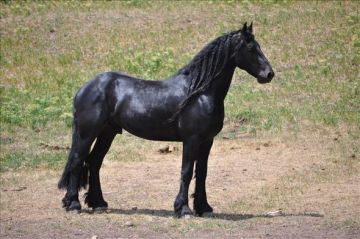 Gentle black friesian gelding horse