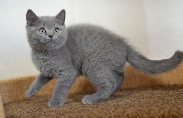 Healthy Young Blue British Shorthair Kittens For Sale