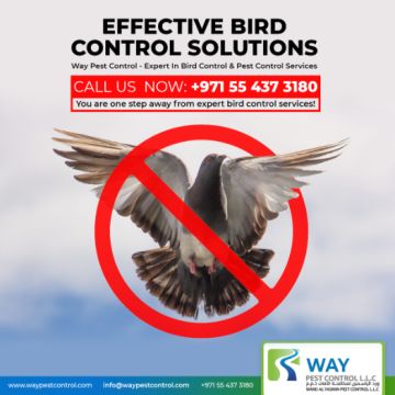 Eftive Bird Control Services in Dubai: Contact Us Today!