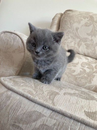 British Shorthair Kitten 