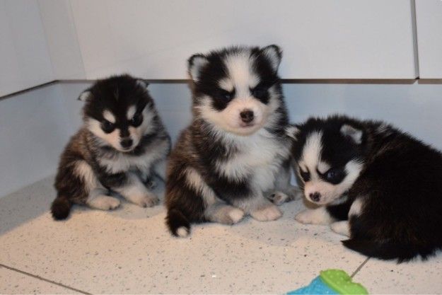  Lovely Pomsky puppies available