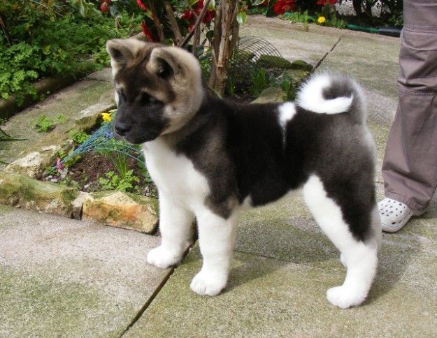 American Akita pups available male and female for sale now