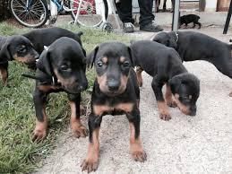 4 Doberman Puppies for sale.