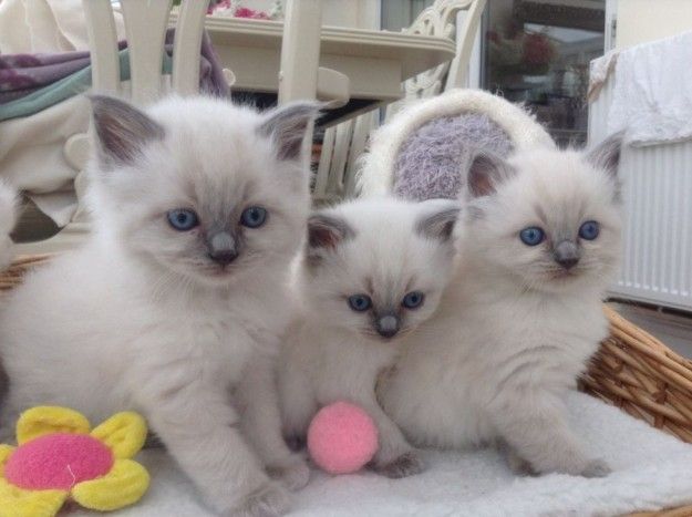 Beautiful Male and female Ragdoll kittens for sale