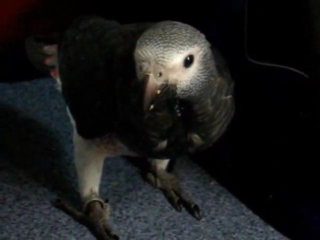 Young Healthy African Grey Parrots available for shipping 