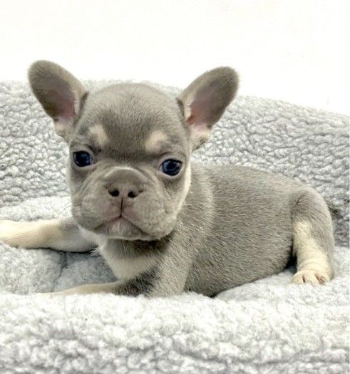 Adorable French Bulldog Puppies ready for sale