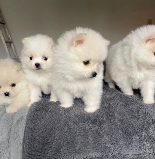 Beautiful Pomeranian puppies available.