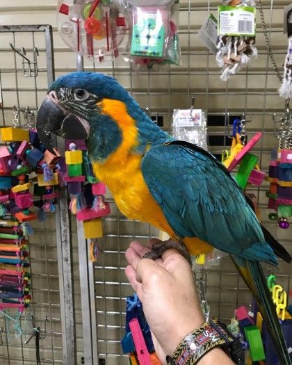 Young and Friendly Talking Parrots For sale 