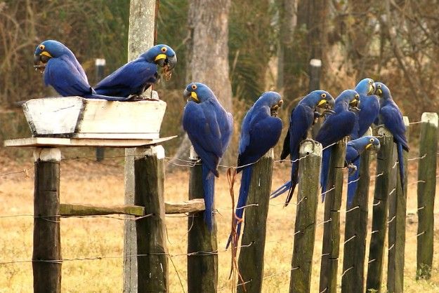 Blue Hyacinth Macaw Parrots And other Parrots For Sale 