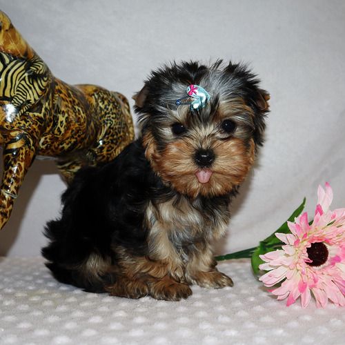 Adorable Yorkshire Puppies for sale