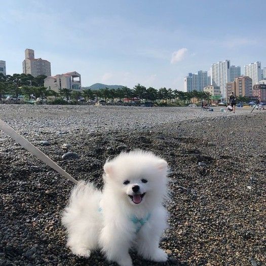 Male and Female Pomeranian puppy