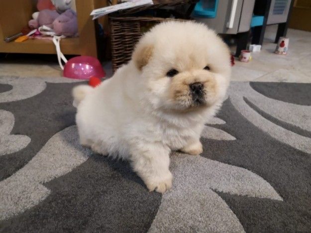 Two Top Class chow chow Puppies Available