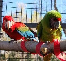 Sweet macaw looking for a  home. WhatsApp +49 176 83845297