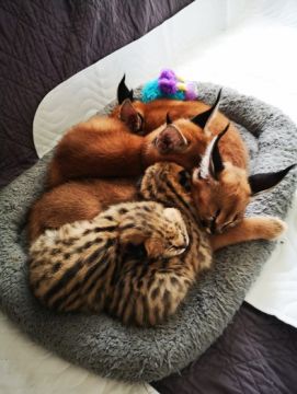 serval , caracal and ocelot kittens available 