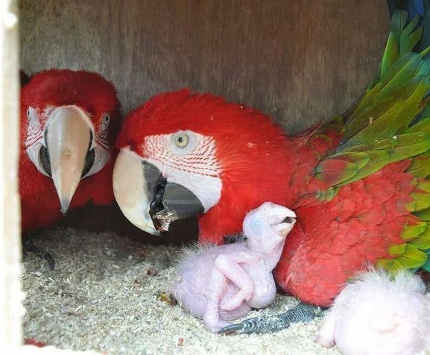 Fertile Parrot Eggs and Parrot Babies for saleWe have available health