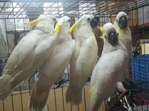 Cockatoo parrots male and female for sale