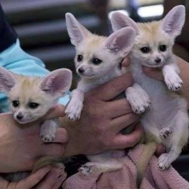 Male and female fennec fox for sale