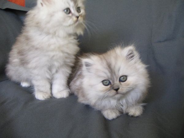 Pure Persian breed kittens for sale.