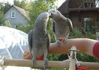 Parrots, African Grey, Cokatoos, Exotic bird and fertile eggs for sale