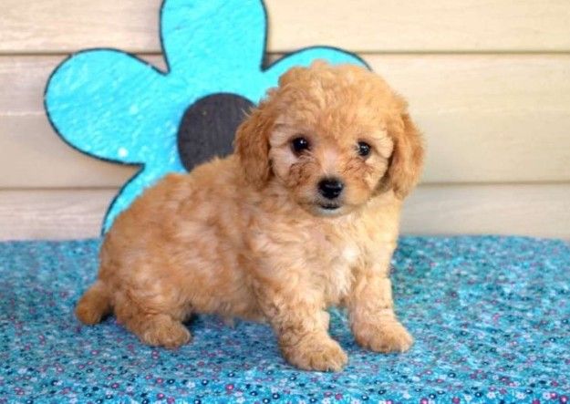 Two  Top  Class  maltipoo puppy  Available