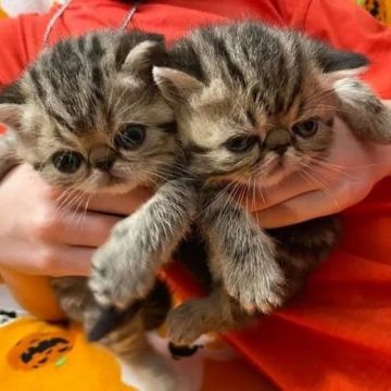 Beautiful Golden and Chinchilla Persian kittens