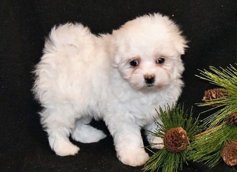 Beautiful baby face teacup Maltese puppies