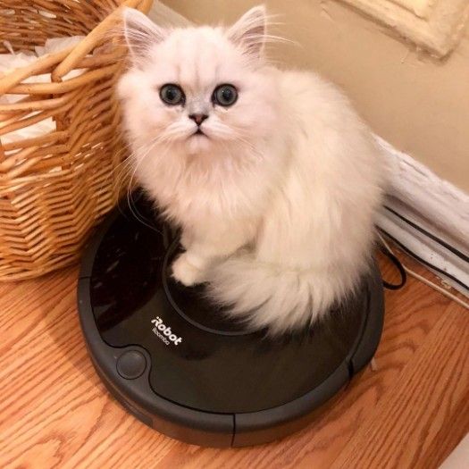 Adorable outstanding Persian kitten Available