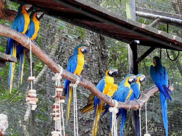 Blue Hyacinth Macaw Parrots And other Parrots For Sale 